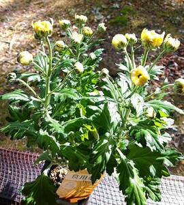 食用菊 菊 きく 観葉植物