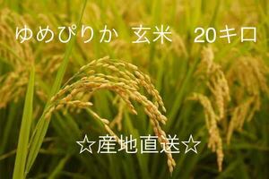 新米産地直送 令和5年北海道産玄米ゆめぴりか 20kg送料込み 数量限定！！