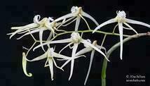 Dockrillia-Dendrobium-teretifolium-3 棒状の葉・（原生種）_画像2