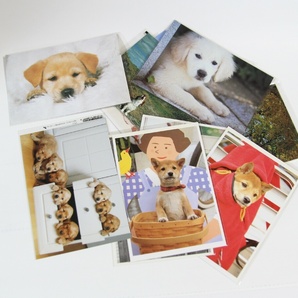 ポストカード セット まとめ 写真 犬 植物 花 動物の画像1