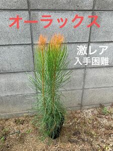 オーラックス　　希少植物