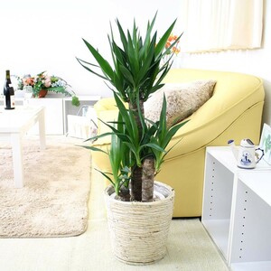  decorative plant yucca ( youth. tree ) 7 number pot + white basket pot cover earth. surface is wood chip free shipping 