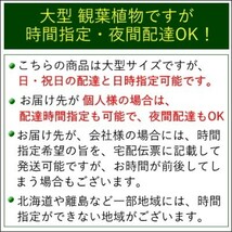 ストレリチア（ストレチア）・オーガスタ 9号 ホワイトスクエア陶器鉢 Zタイプ（高さ 約1～1.2ｍ）3株植え_画像2