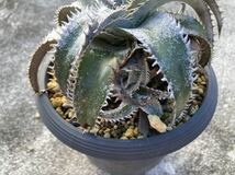 ディッキア ワサビ　Dyckia ‘Wasabi’ 子株　ブロメリア_画像4