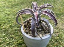 ディッキア　マルニエルラポストレイ　GB F1 X ゴエリンギー レッド　Q Dyckia _画像3