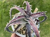 ディッキア　マルニエルラポストレイ　GB F1 X ゴエリンギー レッド　Q Dyckia _画像5