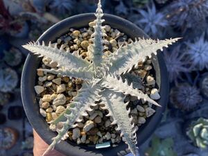 ディッキア　マウンテンオブニードルズ　Dyckia 'Mountain of Needles'　子株　鉢サイズ　４号