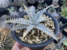 ディッキア　マウンテンオブニードルズ　Dyckia 'Mountain of Needles'　子株　鉢サイズ　４号_画像3