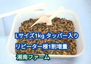 Lサイズ 1kg 冷凍 コオロギ 脚部除去済 ★リピーター様1割増量 タッパー入り 氷スコップ付き★送料無料★