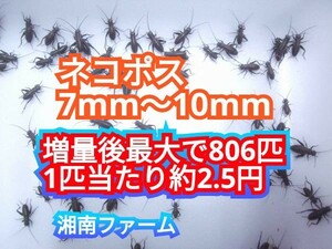 7～10㎜620匹フタホシコオロギ 死着保障2割増量 リピーター様1割増量 (最大で806匹+α) ★イエコオロギに比べ栄養価が高く遅鈍で低跳躍