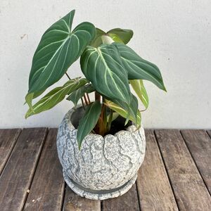 フィロデンドロン　グロリオーサム　陶器鉢植え