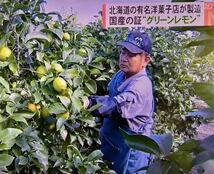 瀬戸田レモン　グリーンレモン　広島レモン　皮ごと食べてね　ノーワックス　産地直送　国産　3キロ　レモン_画像7