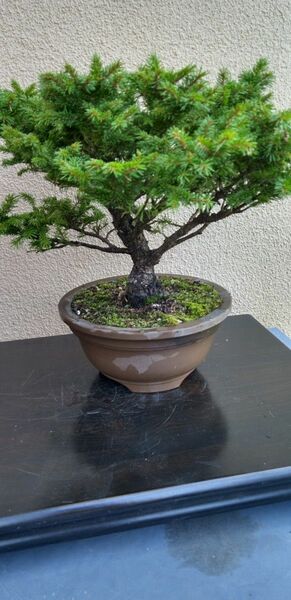 小品盆栽エゾ松