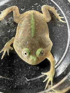 【Bears Frog】バジェットガエル 1匹 バジェットフロッグ マルメタピオカガエル 北海道、青森発送不可