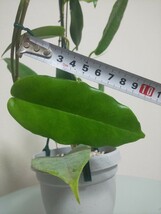 マクギリブライ　マクギリブレイ　ホヤ Hoya macgillivrayi　観葉植物　多肉植物　サクララン　リップカラー　カルノーサ　レア　希少_画像7