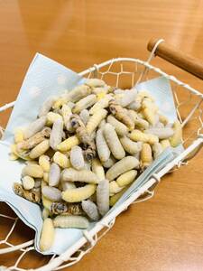 ☆送料込み☆スズメバチ　500ｇ　幼虫　ハチノコ　蜂の子　はちのこ　昆虫食　釣餌 ペット餌　にも