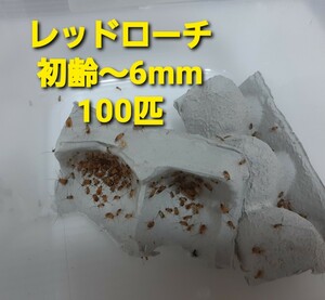 ☆(送料込 ポスト投函着 原則死着補償無) レッドローチ 初齢～6mm程度 100匹