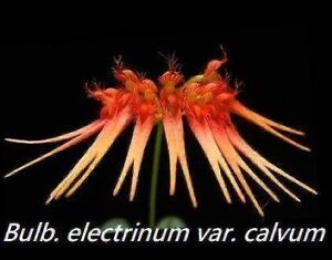 (^。 ^)(388)洋蘭原種, Bulb. karenkoensis var. calvum x sib