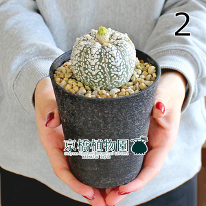 【現品】サボテン・兜丸/スーパー兜 3号 黒鉢（2）Astrophytum asterias