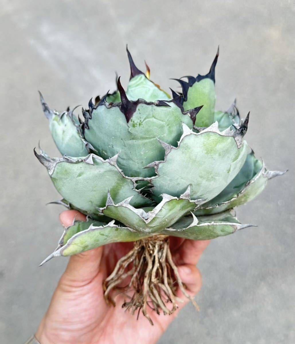 Yahoo!オークション -「ブラックアンドブルー」(アガベ) (観葉植物)の