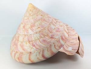  rare shell specimen ryuuguokinae screw 