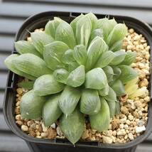 ハオルチア　オブツーサ錦　マリン　Haworthia Marin f.variegata 　子付き　斑入り　EG90L型鉢に植え_画像5