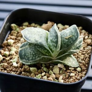 ガステリア　子宝錦　Gasteria gracilis v. minima.variegata　斑入り　肉厚短葉タイプ　硬葉種多肉植物　達磨葉　プレステラ90型鉢に植え