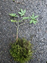 MINI maple 苔玉　モミジ　山紅葉　イロハモミジ　苗木　苔テラリウム　盆栽　3本_画像6