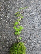 MINI maple 苔玉　モミジ　山紅葉　イロハモミジ　苗木　苔テラリウム　盆栽　3本_画像8