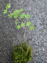 MINI maple 苔玉　モミジ　山紅葉　イロハモミジ　苗木　苔テラリウム　盆栽　3本_画像4