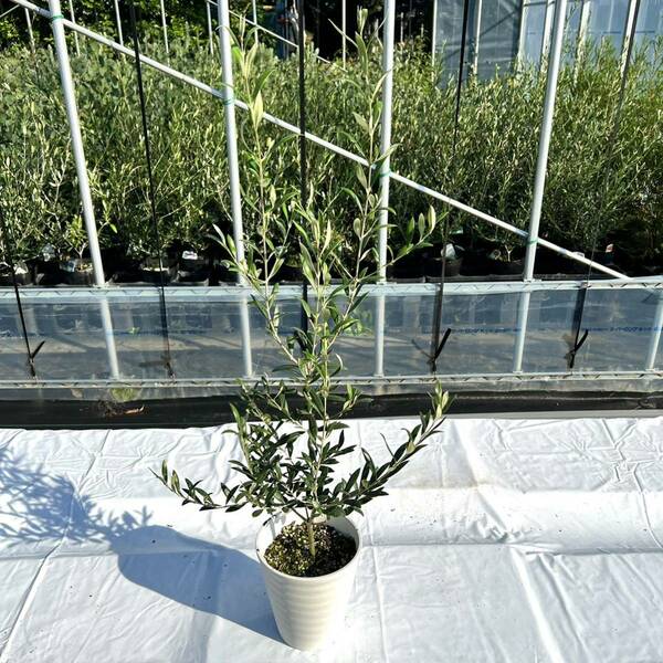 【数量限定化粧鉢（白）】オリーブ　アルベキナ　オリーブの木　苗