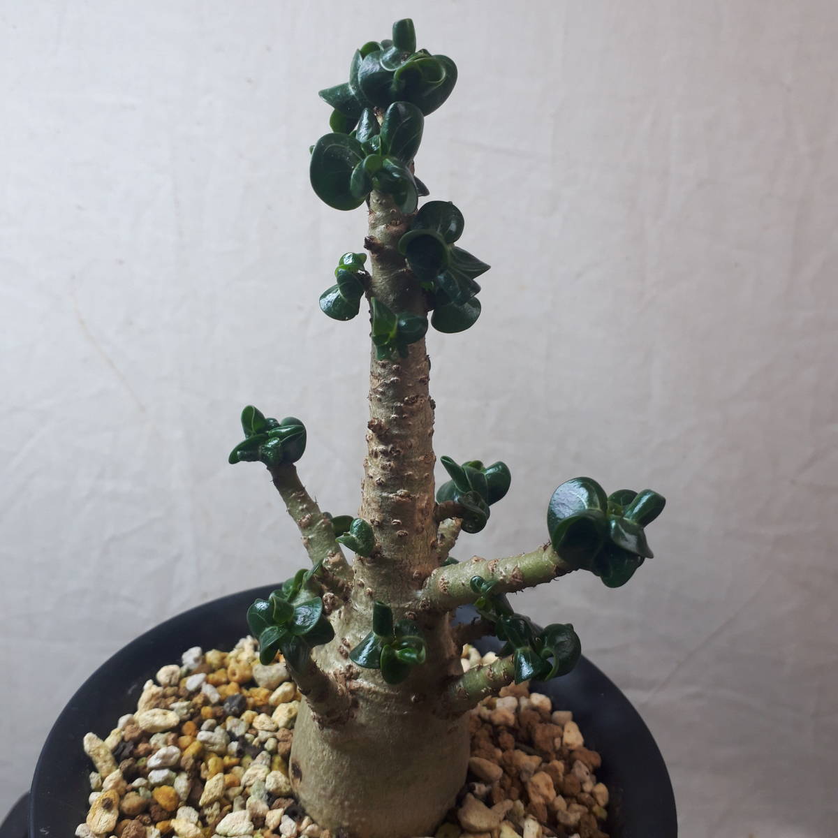 2023年最新】ヤフオク! -アデニウム ドーセットホーン(観葉植物)の中古