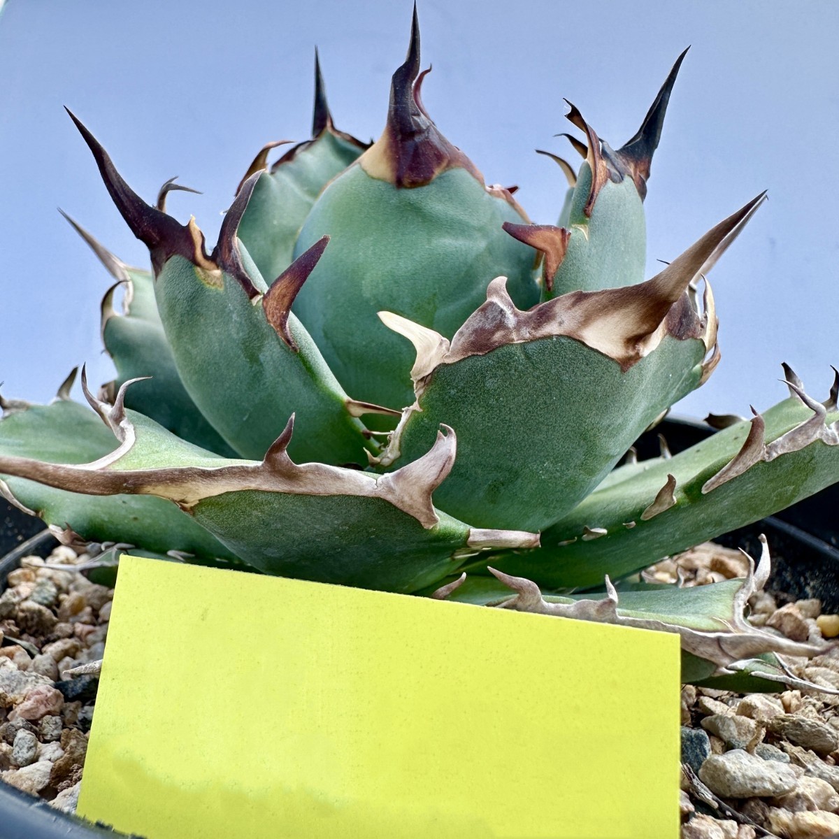 特選未発根子株裏棘あり】アガベ チタノタ ハデス 狂刺AGAVE TITANOTA