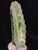 鬼面角錦 Cereus repandus variegata　サボテン　錦　斑入り　多肉植物　植物　柱サボテン　団扇サボテン　ウチワサボテン　ドライガーデン_画像2