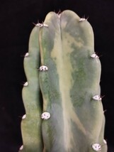 鬼面角錦 Cereus repandus variegata　サボテン　錦　斑入り　多肉植物　植物　柱サボテン　団扇サボテン　ウチワサボテン　ドライガーデン_画像7