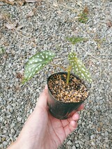 Begonia maculata　ベゴニア　マクラータ　木立性　観葉植物　熱帯植物_画像1