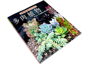 [ free shipping *56]* succulent plant Uni -k. shape . color . comfort * cactus /senesio/ kalanchoe / stock ....