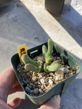 「38」Gibbaeum geminum 青珠子玉　多肉_画像3