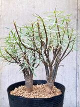Euphorbia balsamifera E356【良型・2本】 ユーフォルビア バルサミフェラ_画像1