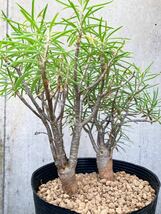Euphorbia balsamifera E356【良型・2本】 ユーフォルビア バルサミフェラ_画像5