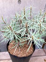 Euphorbia balsamifera E356【良型・2本】 ユーフォルビア バルサミフェラ_画像2