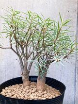 Euphorbia balsamifera E356【良型・2本】 ユーフォルビア バルサミフェラ_画像4