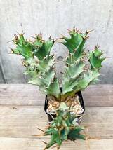 Euphorbia tortirama E371【良型・大株】 ユーフォルビア トルチラマ_画像4