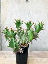 Euphorbia tortirama E371【良型・大株】 ユーフォルビア トルチラマ_画像2