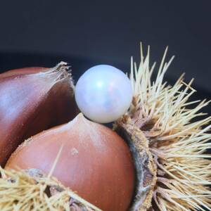 ＊海の宝石 美しい南洋白真珠１５.７x１３.７mm 重量３.８５g 新品