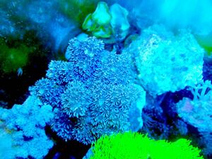 1円出品！【New aquarium】【サンゴ】沖縄産 ヌメリトサカ ±5-7cm ソフトコーラル サンゴ 個体販売