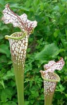 【食虫植物】Sarracenia　コンドル【サラセニア牧場　あいのきせきシリーズ　国産品種】_画像1