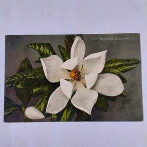 古いポストカード 13.7×8.8cm 1809 Magnolia Blossom レトロ ビンテージ ハガキ はがき 【3929】