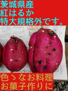 9㌔以上R5年訳ありBC級品です。茨城県紅はるか超特大&手のひらサイズ甘熟サツマイモ