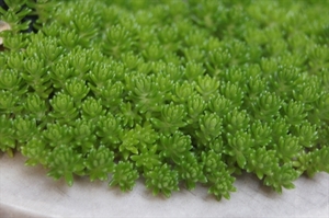 ■送料73円 セダム モリムラ / カット苗10本 / 目を引くグリーン Sedum 多肉植物 苗 UG02